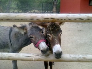 burrolandia_2